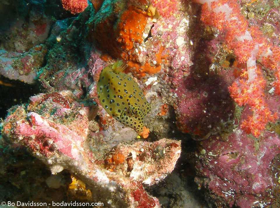 BD-070404-Similan--Ostracion-cubicus.-Linnaeus.-1758-[Yellow-boxfish].jpg